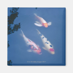Imán Tres pescados japoneses del koi en la charca