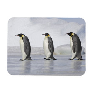 Imán Tres pingüinos de emperador, isla de la colina de