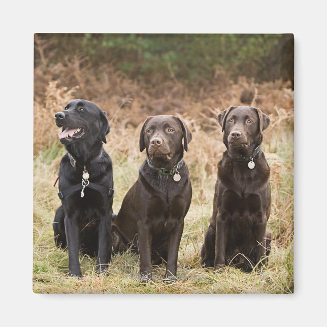 Imán Tres recuperadores de Labrador Negro (Frente)