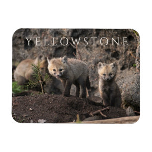 Imán Tres Red de Cubos Fox, Parque Nacional Yellowstone