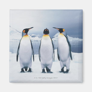 Imán Tres rey pingüinos