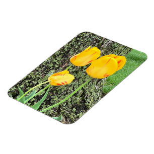 Imán Tres tulipanes amarillos / flexibles