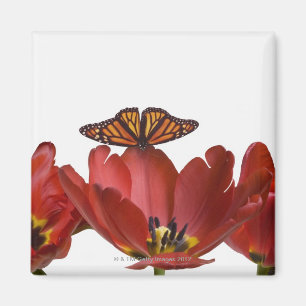 Imán Tres tulipanes rojos y una mariposa de monarca