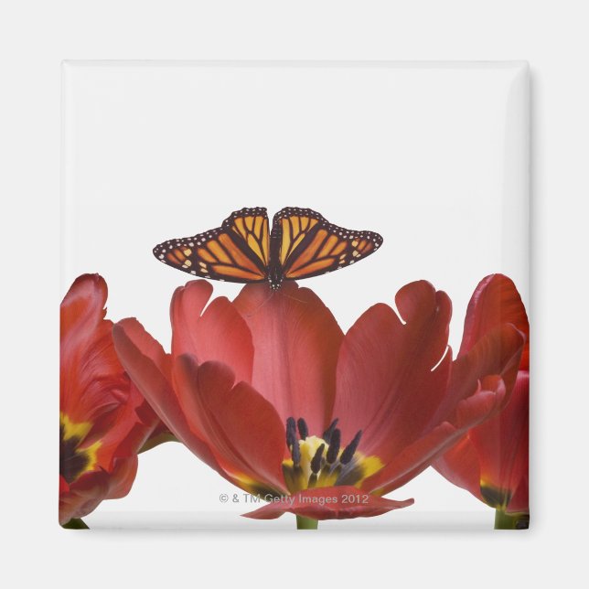 Imán Tres tulipanes rojos y una mariposa monarca contra (Frente)