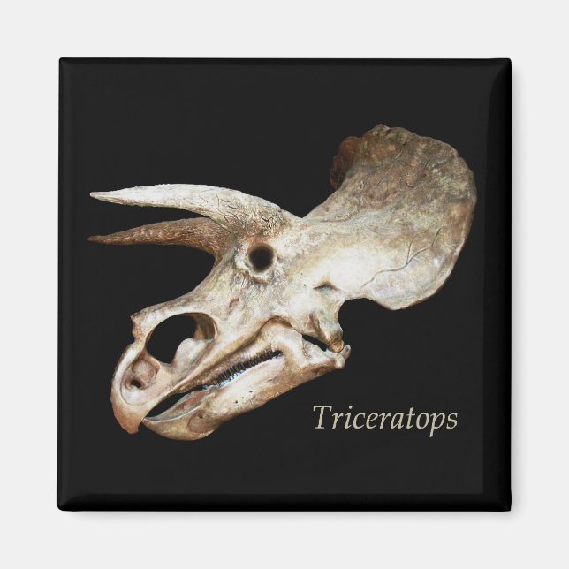 Imán Triceratops Skull Magnet (Frente)