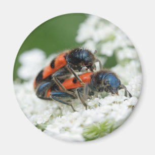 Imán Trichodes apiarius