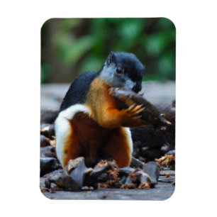 Imán Tricolor de ardilla Borneo