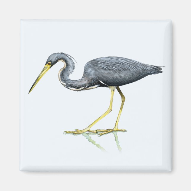 Imán Tricolored Heron Magnet (Frente)