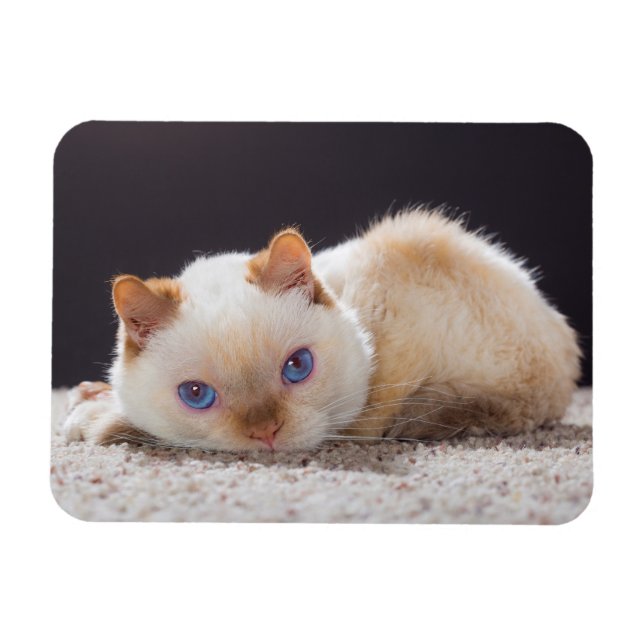 Imán Trident the Cat Magnet (Horizontal)