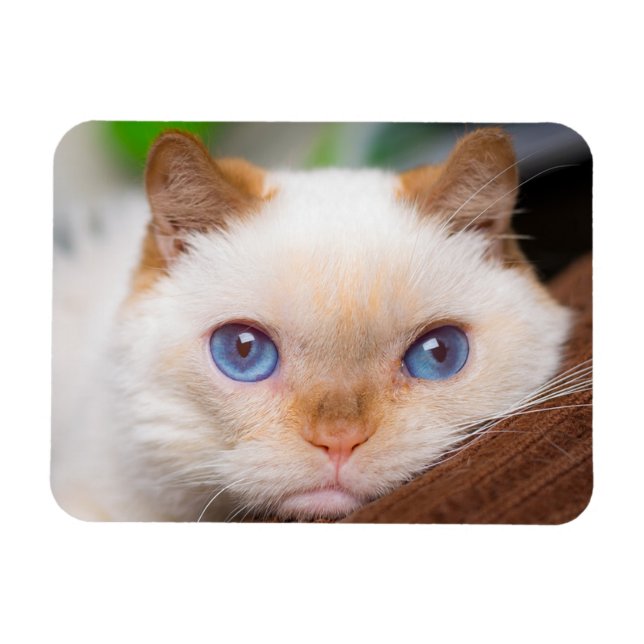 Imán Trident the Cat Magnet 04 (Horizontal)