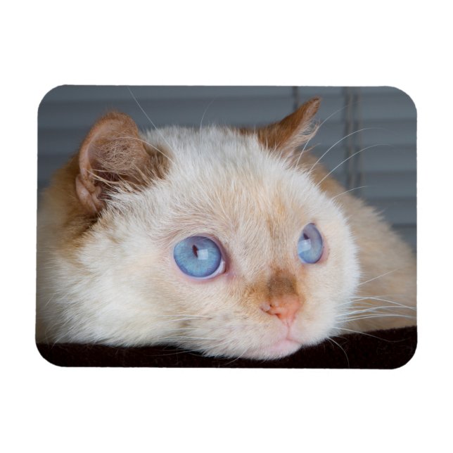 Imán Trident the Cat Magnet 06 (Horizontal)