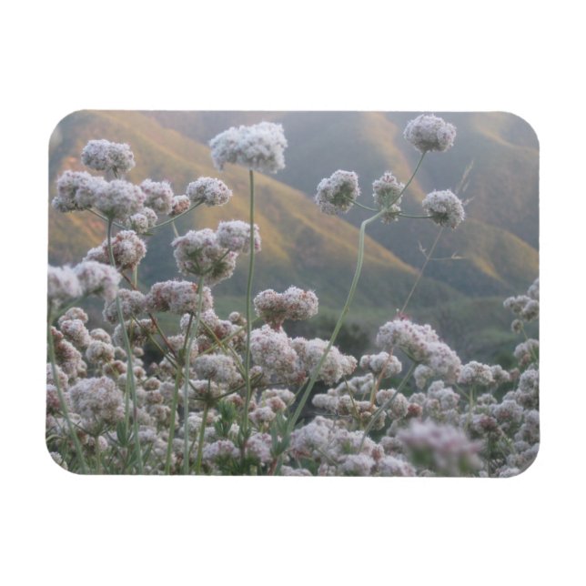 Imán Trigo negro de California (Horizontal)