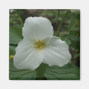 Imán Trillium blanco