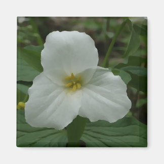Imán Trillium blanco