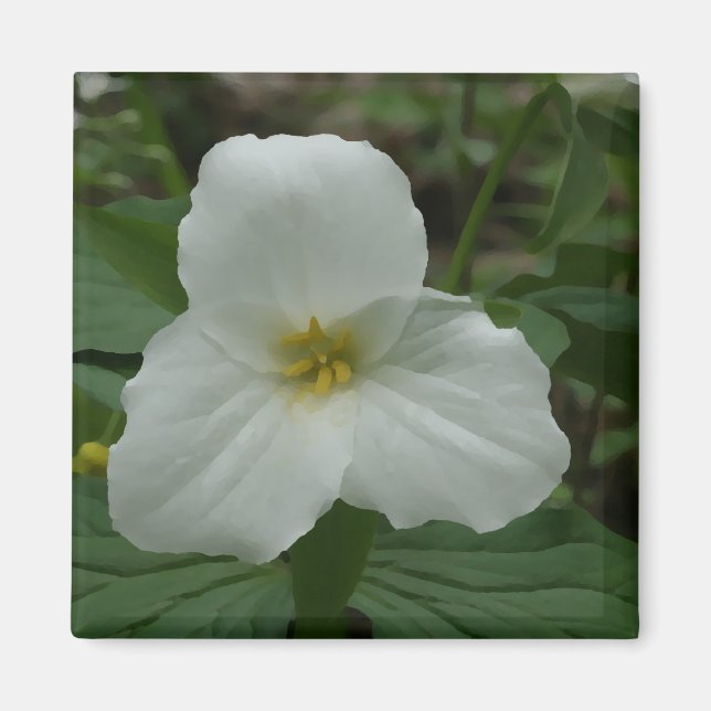 Imán Trillium blanco (Frente)