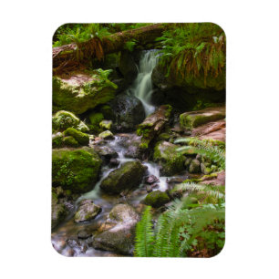 Imán Trillium Falls Redwood National Park California