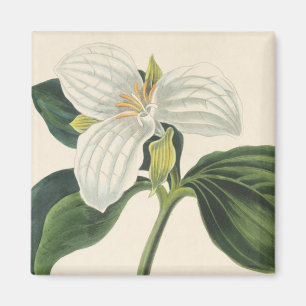 Imán Trillium florido grande