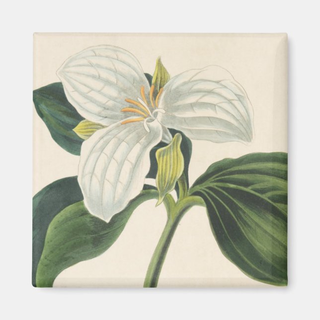 Imán Trillium florido grande (Frente)