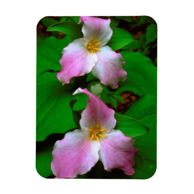 Imán Trillium Wildflower (Vertical)