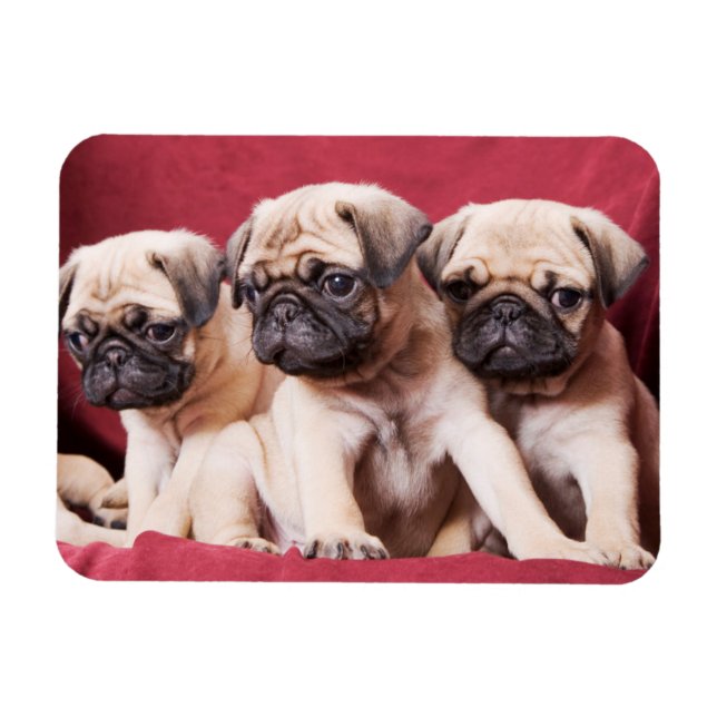 Imán Trillizos Pug (Horizontal)