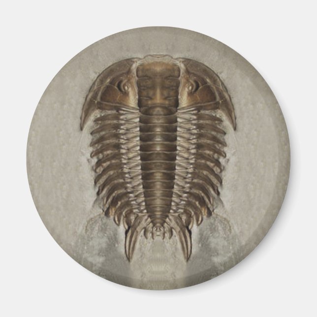Imán Trilobite Fossil Magnet (Frente)