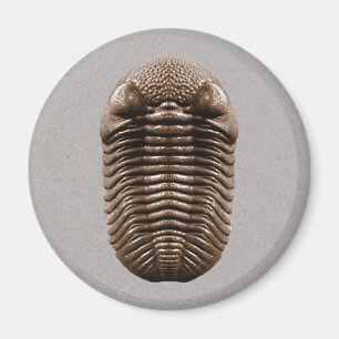 Imán Trilobite Magnet