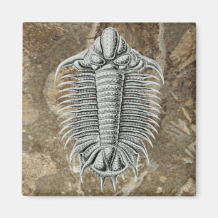 Imán Trilobite Magnet