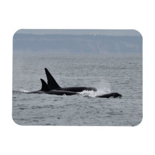 Imán Trío de ballenas orcas