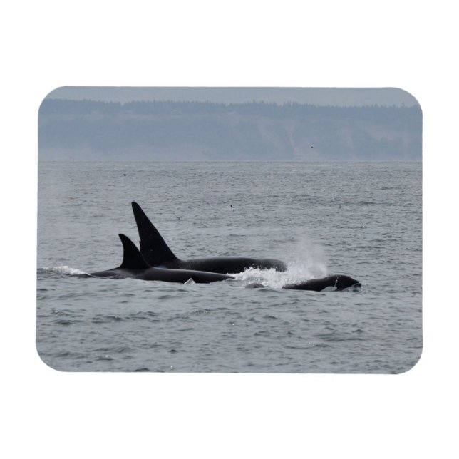 Imán Trío de ballenas orcas (Horizontal)