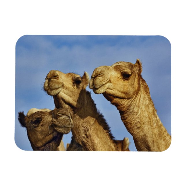 Imán Trío de camellos, mercado de camellos, El Cairo, E (Horizontal)