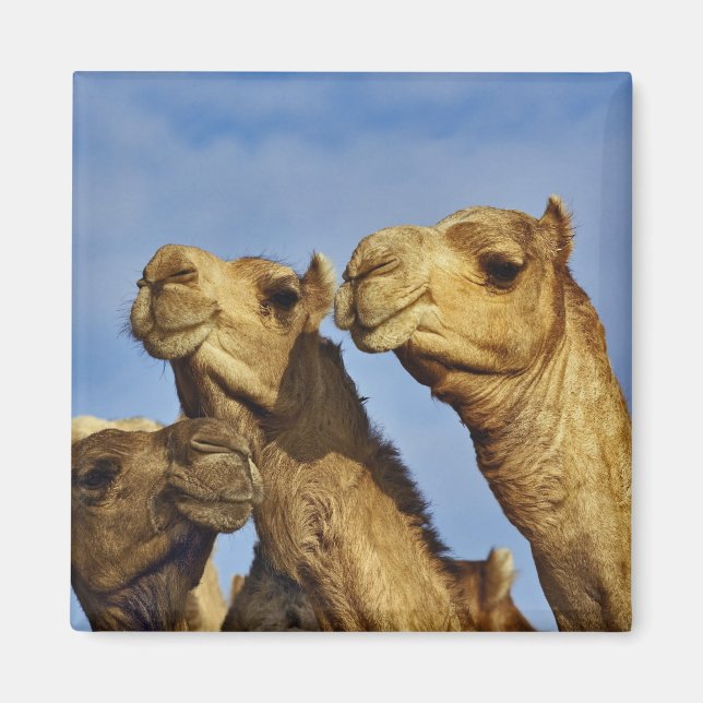 Imán Trío de camellos, mercado de camellos, El Cairo, E (Frente)