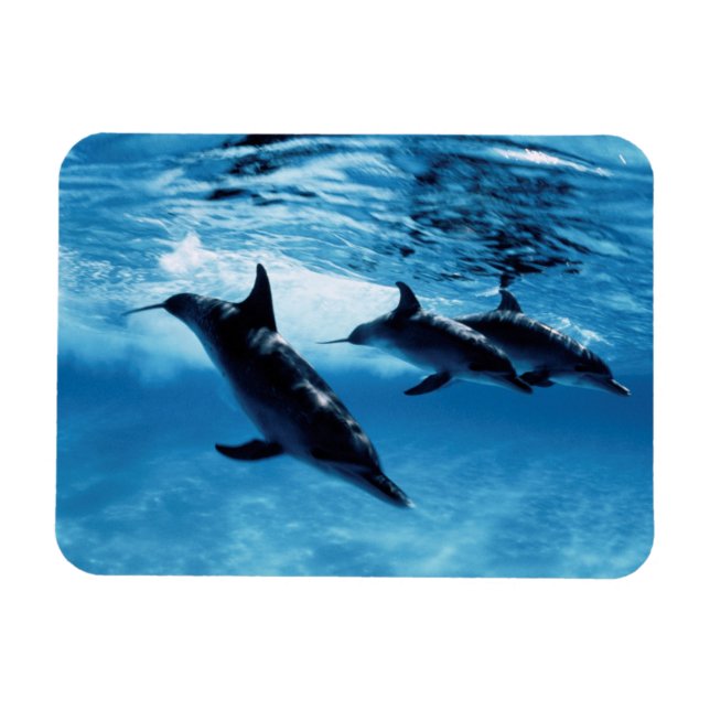 Imán Trío de delfines (Horizontal)