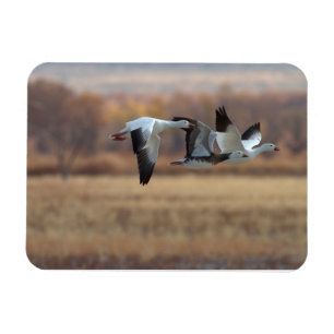 Imán Trío De Geese