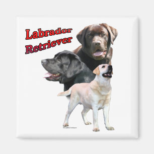Imán Trío de recuperación de Labrador 2 - Magnet