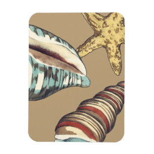 Imán Trío Shell en Khaki