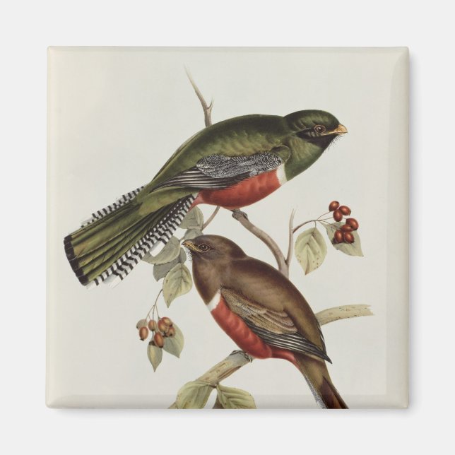 Imán Trogon Collaris (Frente)