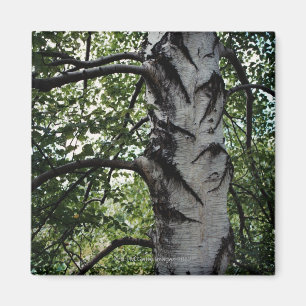 Imán Tronco marcado con una cicatriz del árbol de haya