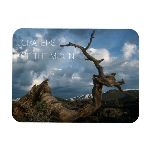 Imán Tronco torcido de pino de limón, gallos de la luna (Horizontal)