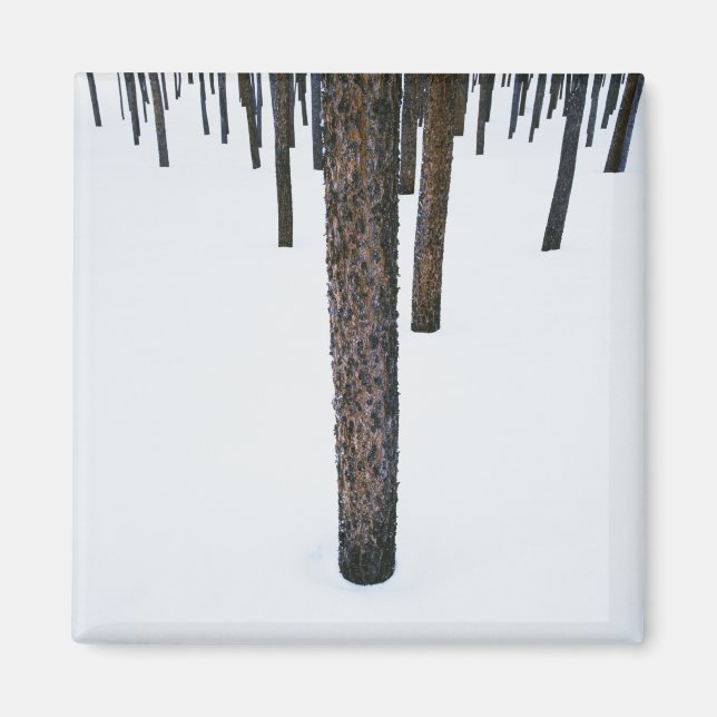 Imán Troncos de árbol en la nieve (Frente)