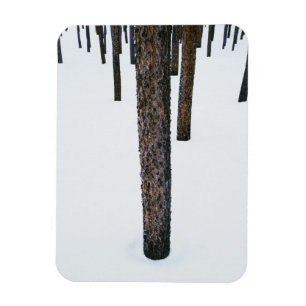 Imán Troncos de árbol en nieve