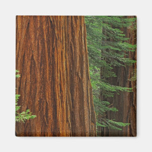 Imán troncos de secuoya gigante en el bosque, Yosemite