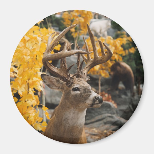 Imán Trophy Deer (Frente)