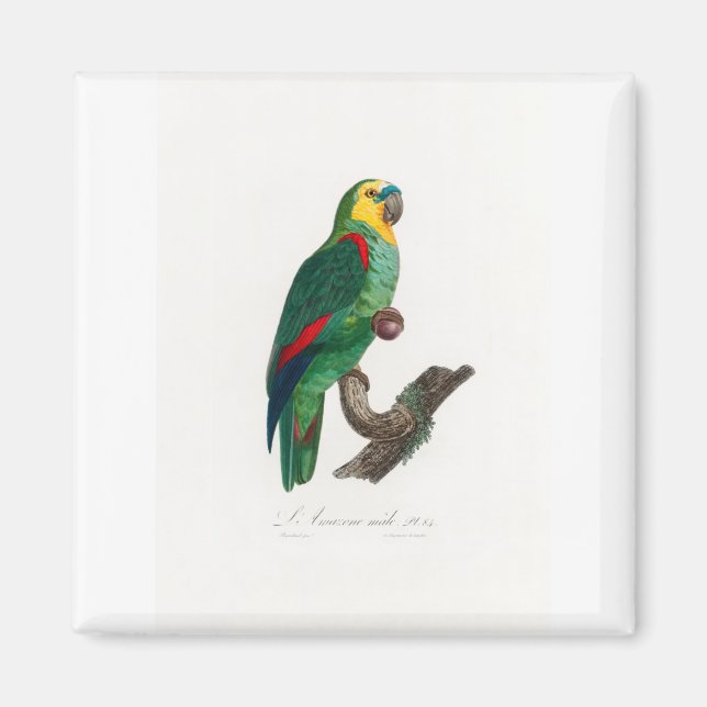 Imán tropical macaw parrot (Frente)