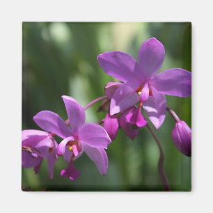Imán tropical púrpura de las flores