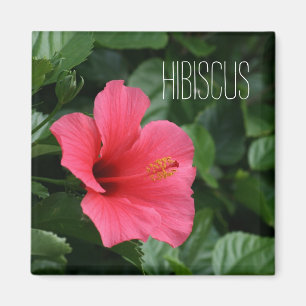 Imán tropical rosado del hibisco