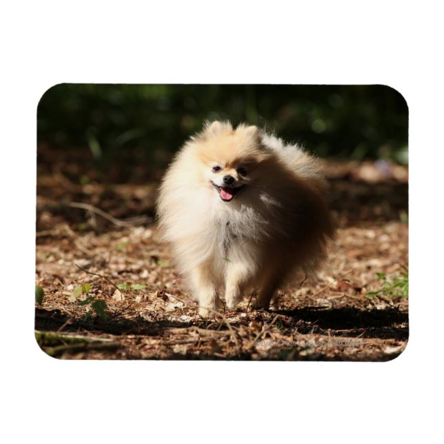 Imán Trotting Pomerania en las hojas caídas (Horizontal)