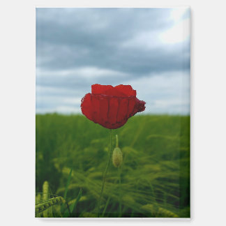 Imán Trotz allem rot – Rote Mohnblume Magnet