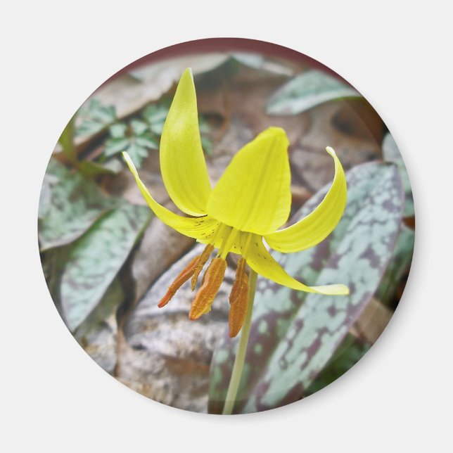 Imán Trout Lily Wildflower - Erythronium americanum (Frente)