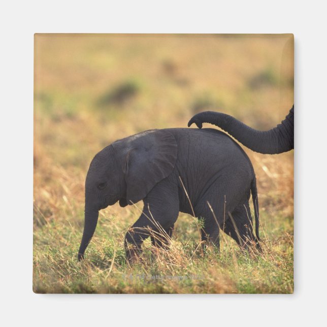 Imán Trozo de elefantes tocando a sus crías , Kenia , (Frente)
