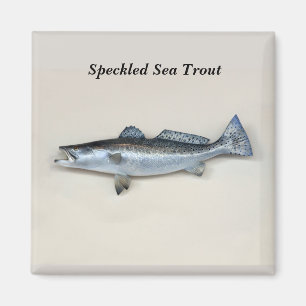 Imán Trucha marina espinosa